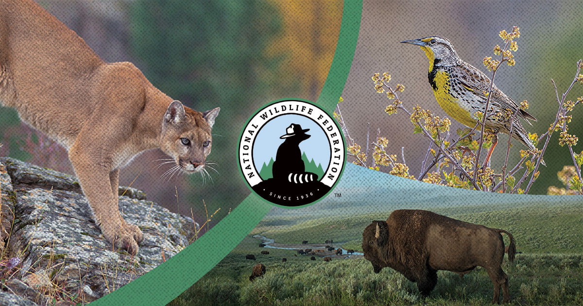 National Wildlife Federation Photo Contest - Win Cash Prizes